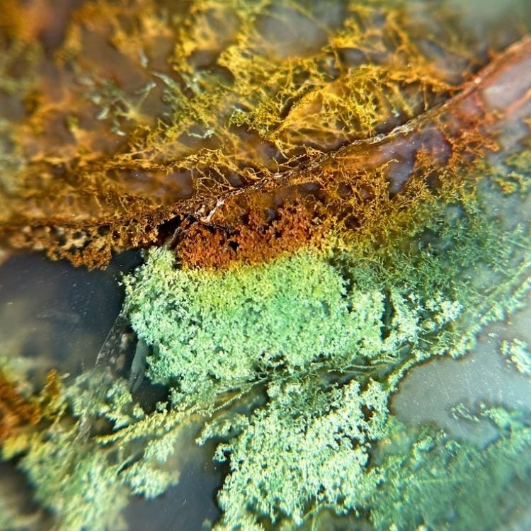 moss agate plant moss agate plant